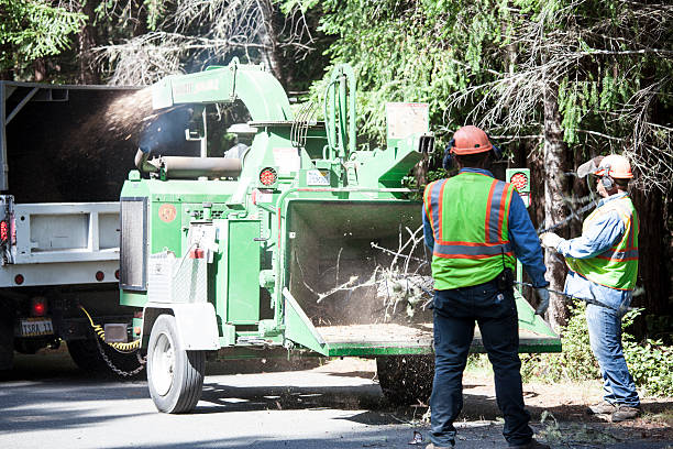 Best Tree Mulching  in Franklin, NH